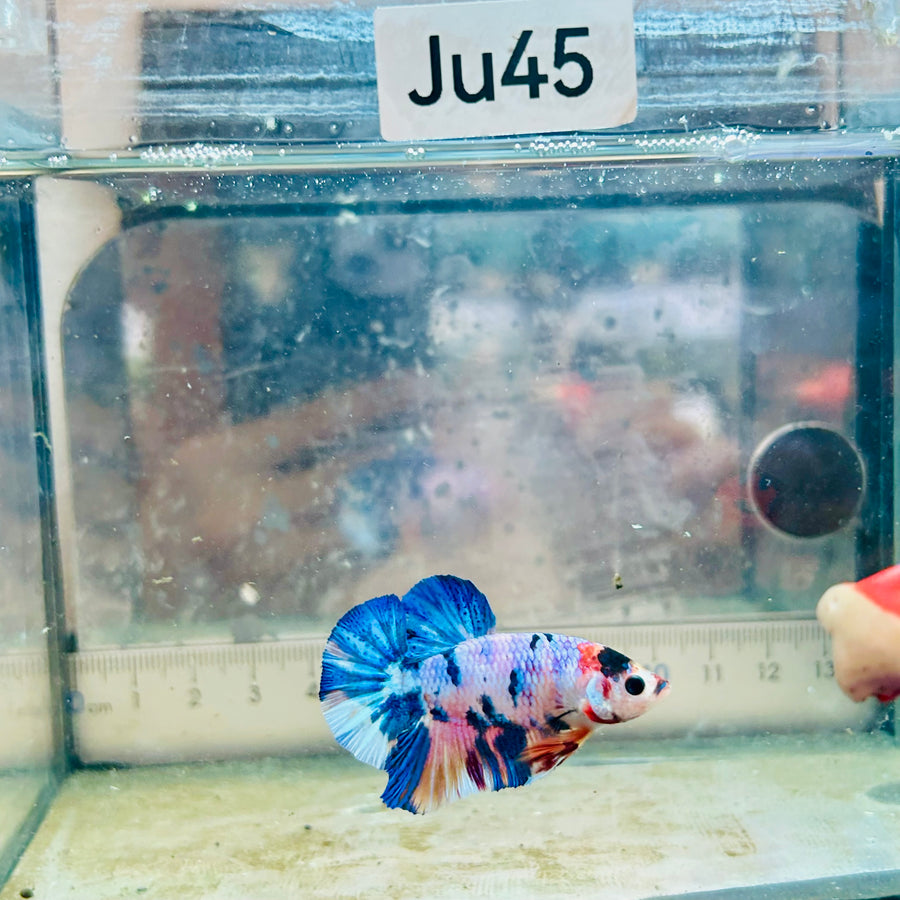 Plakat Koi White Candy Male Betta #JU45
