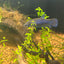 Wild Mahachai Plakat - Female Betta