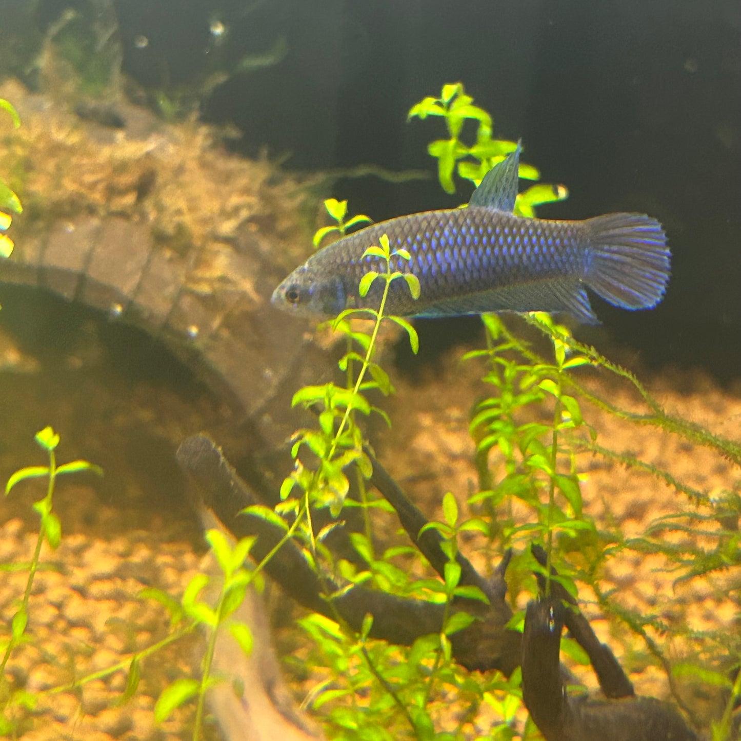 Wild Mahachai Plakat - Female Betta