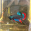 Wild Imbellis Green - Male Betta 171