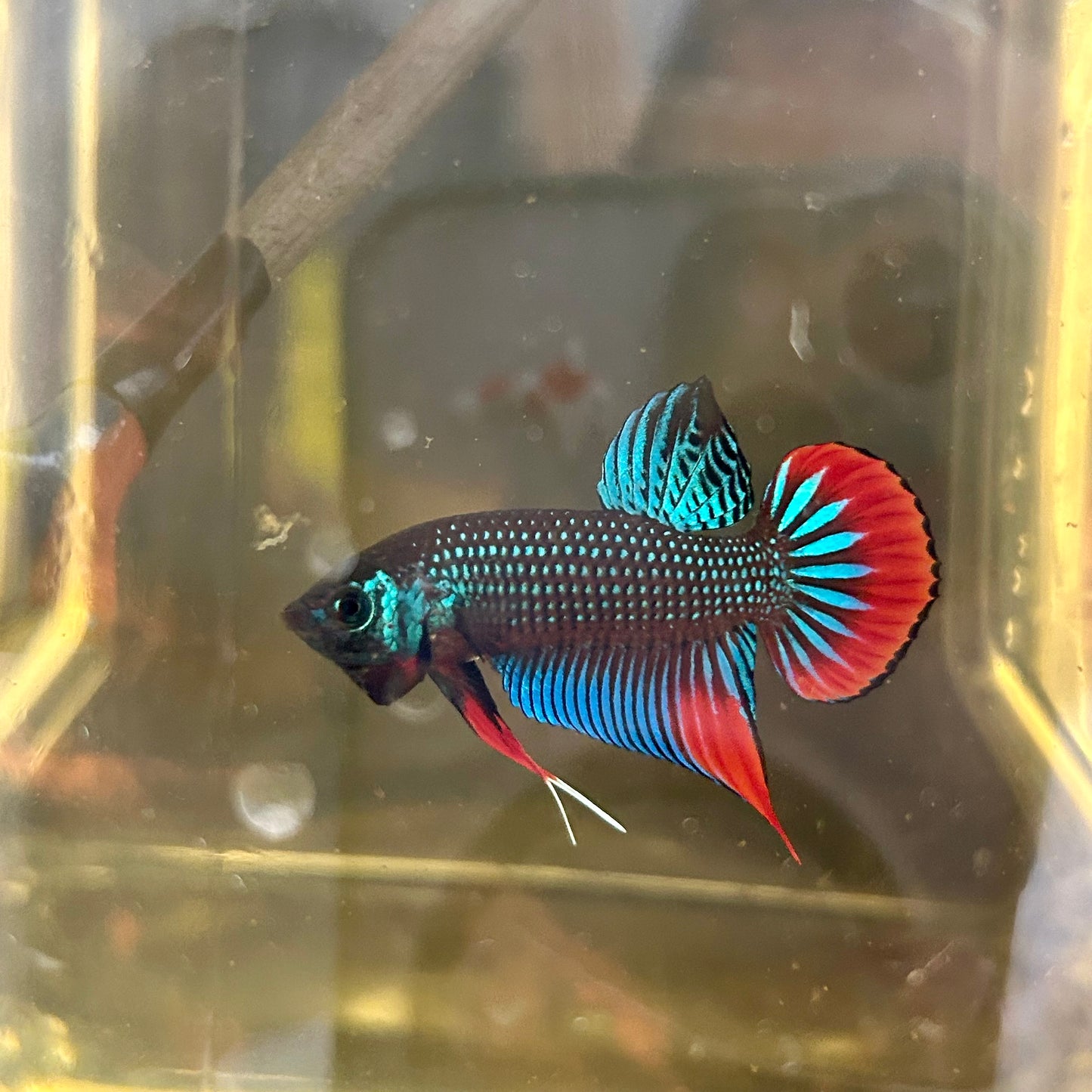 Wild Imbellis Green - Male Betta 171