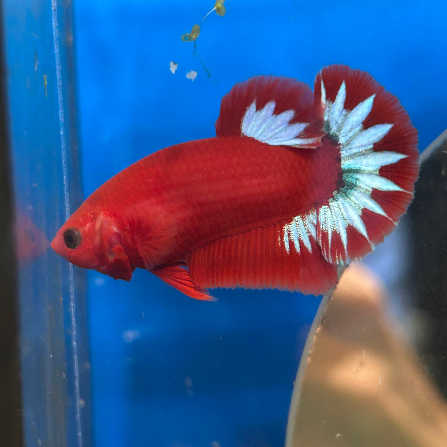 Red Fancy Hellboy Plakat - Male Betta 007