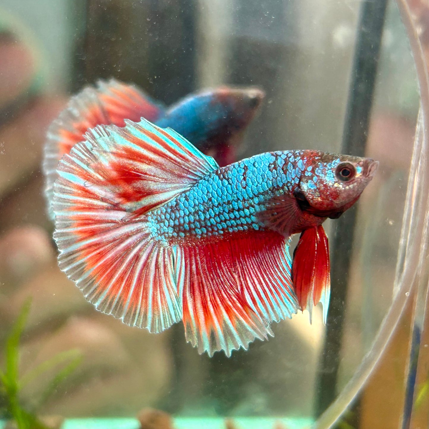 Red Fancy Halfmoon - Male Betta 123