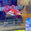 Koi Red Galaxy Plakat - Female Betta 196