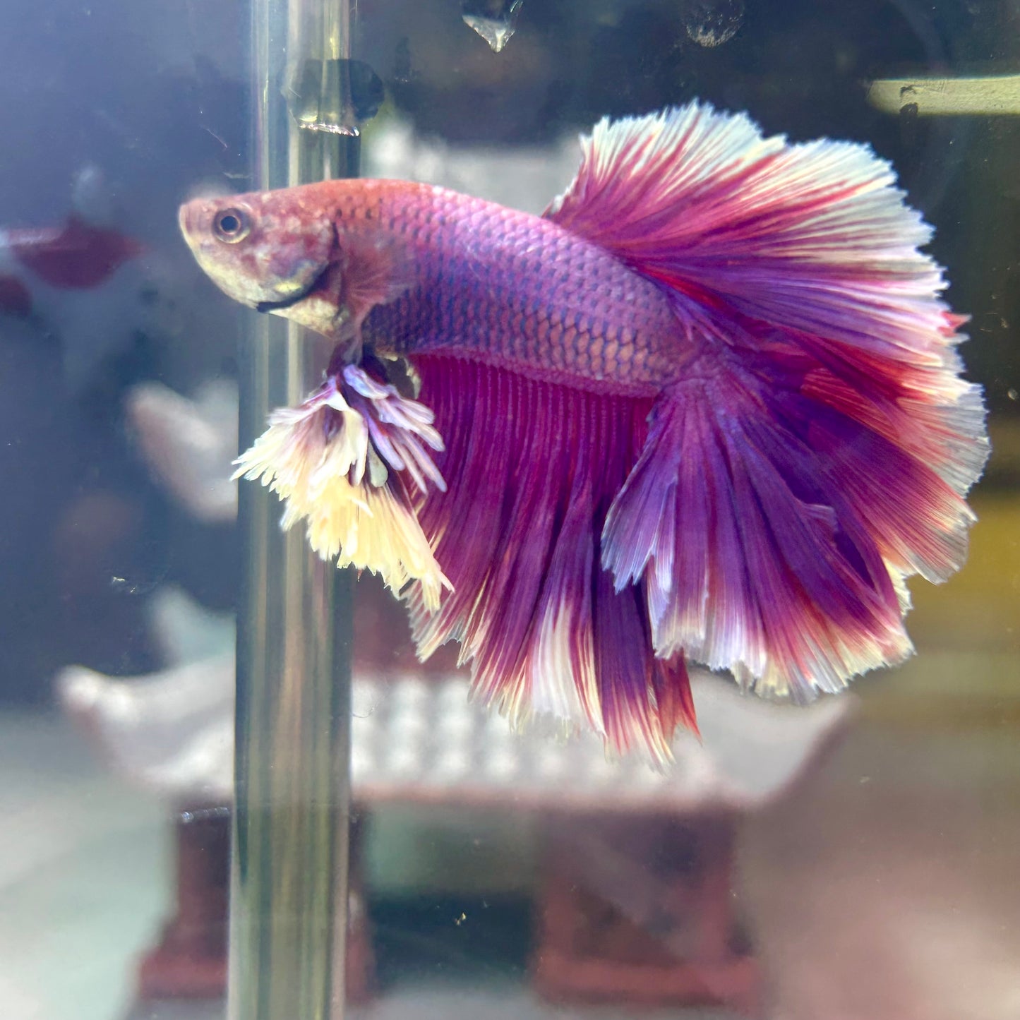 Purple Pink Feather- Male Betta FM1