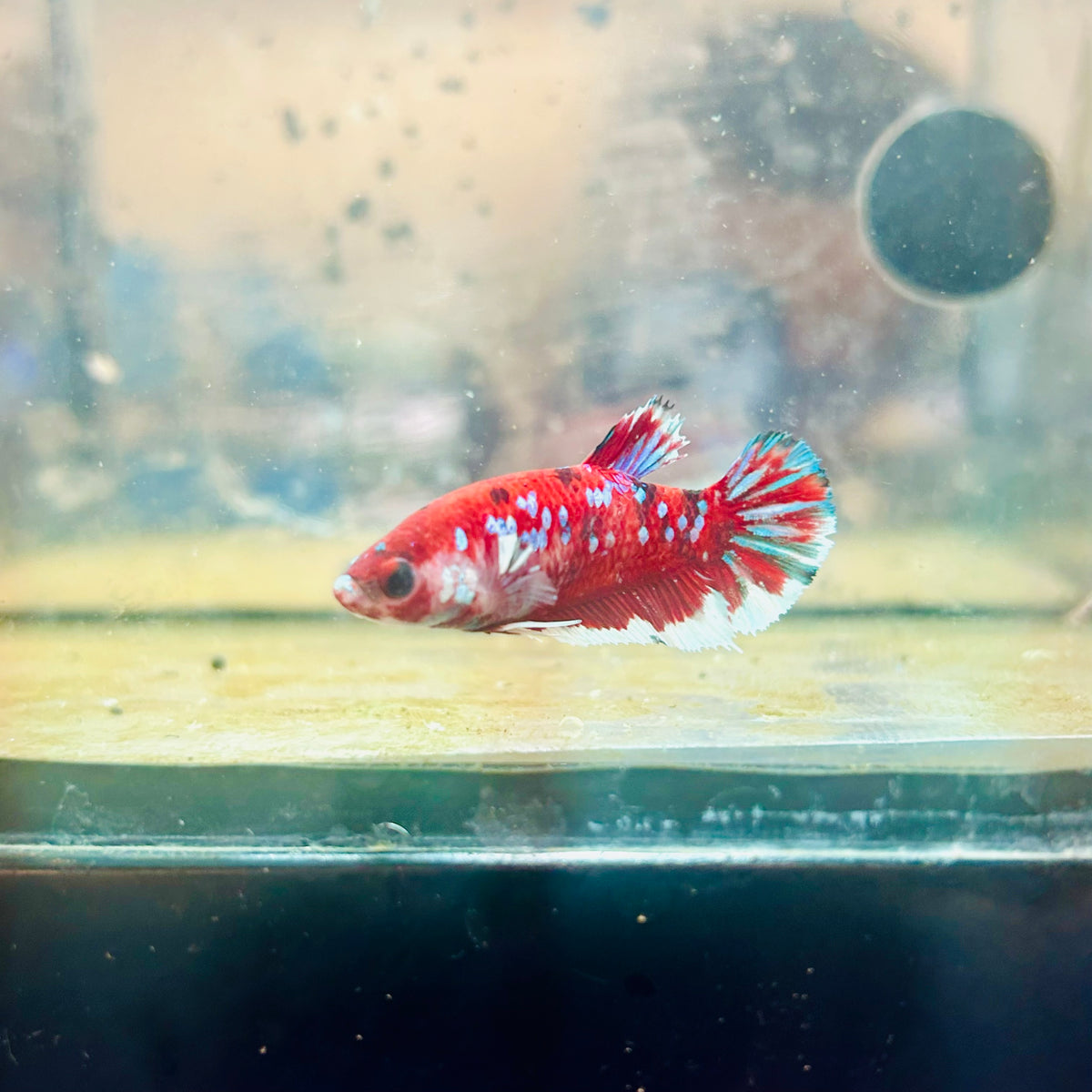 Red Koi Copper Plakat - Female Betta #117