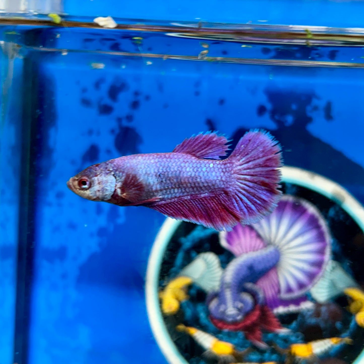 Purple Pink Halfmoon - Female Betta 108