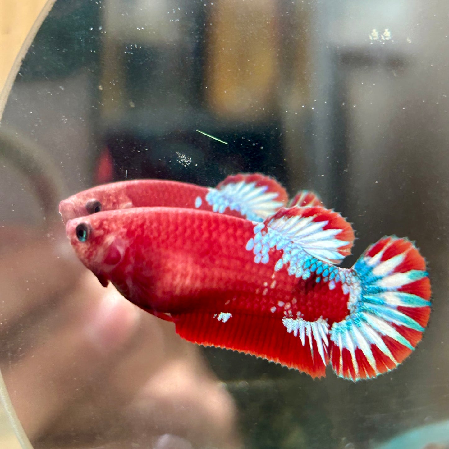 Red Fancy Plakat - Female betta 140