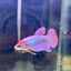 Purple Pink Halfmoon - Female Betta 187