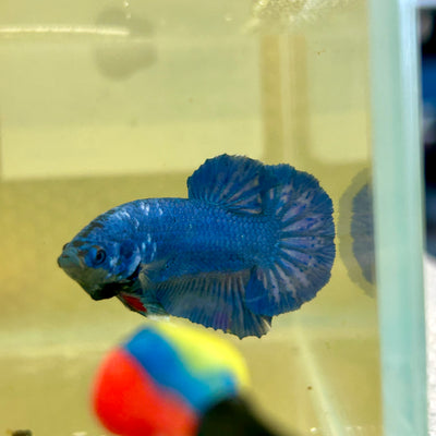 Super Blue Plakat - Male Betta 149