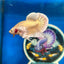 Dumbo 24K Gold Plakat - Male Betta 020 Breeder Grade