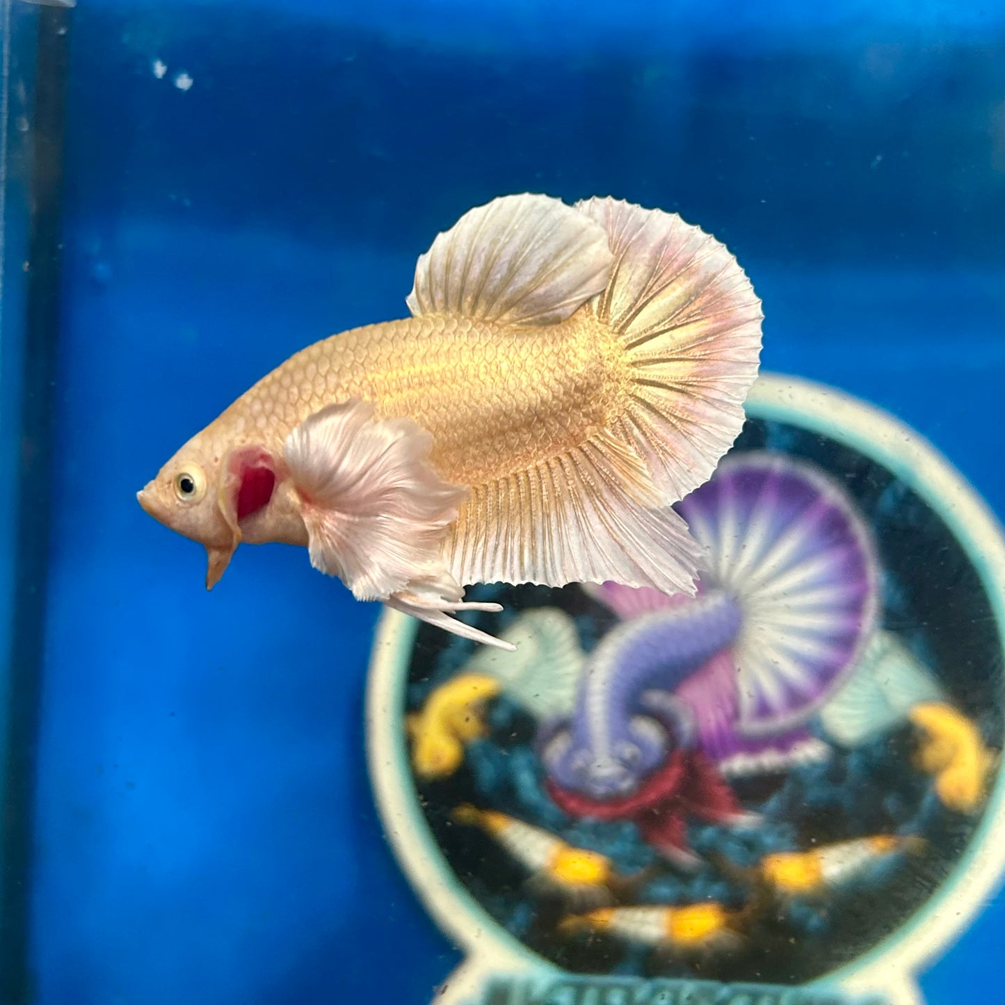 Dumbo 24K Gold Plakat - Male Betta 020 Breeder Grade