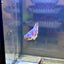 Red Snow Barongsai Plakat - Female Betta 063