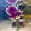 Purple Pink Feather- Male Betta FM1