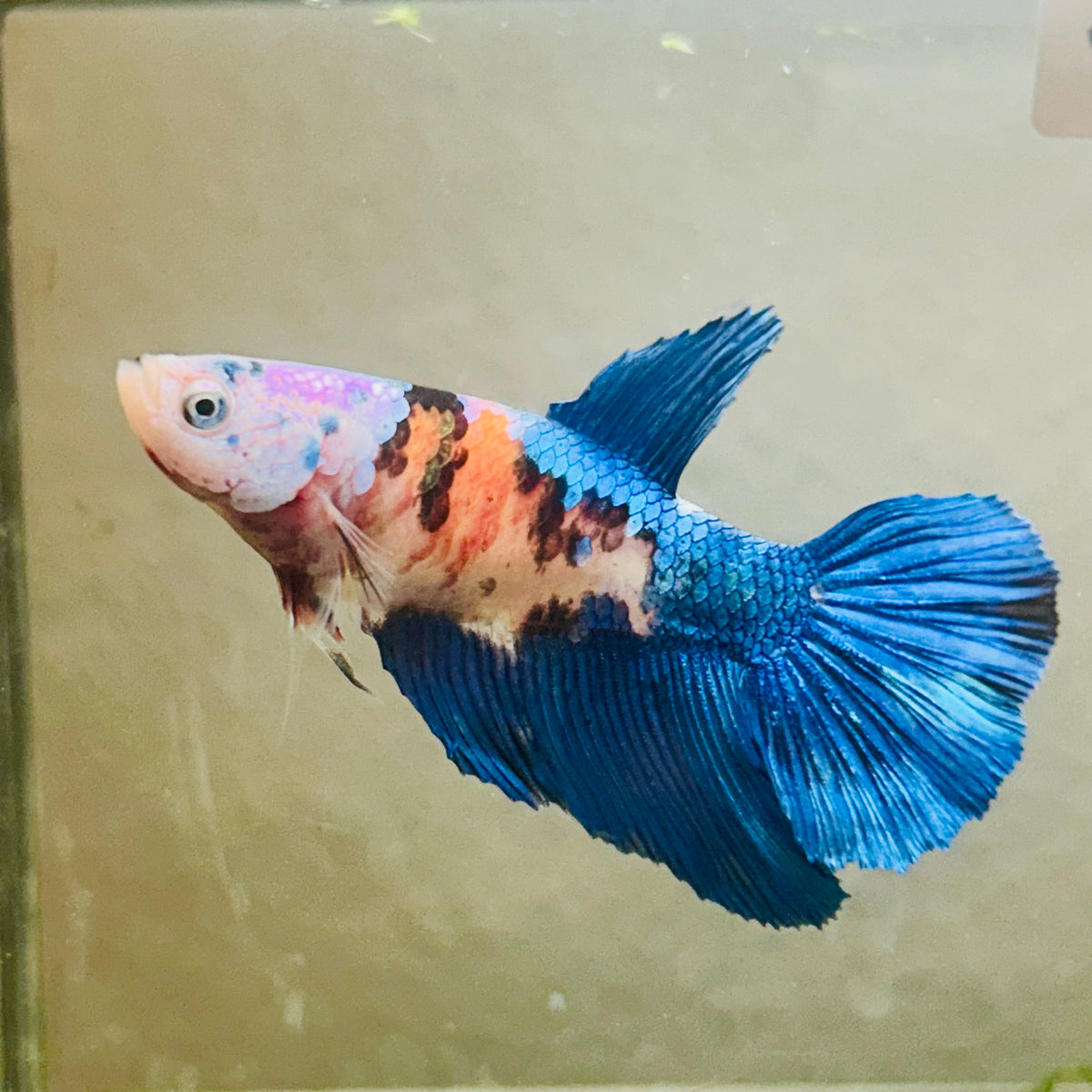 Halfmoon white Masked Candy Female Betta #Jul48