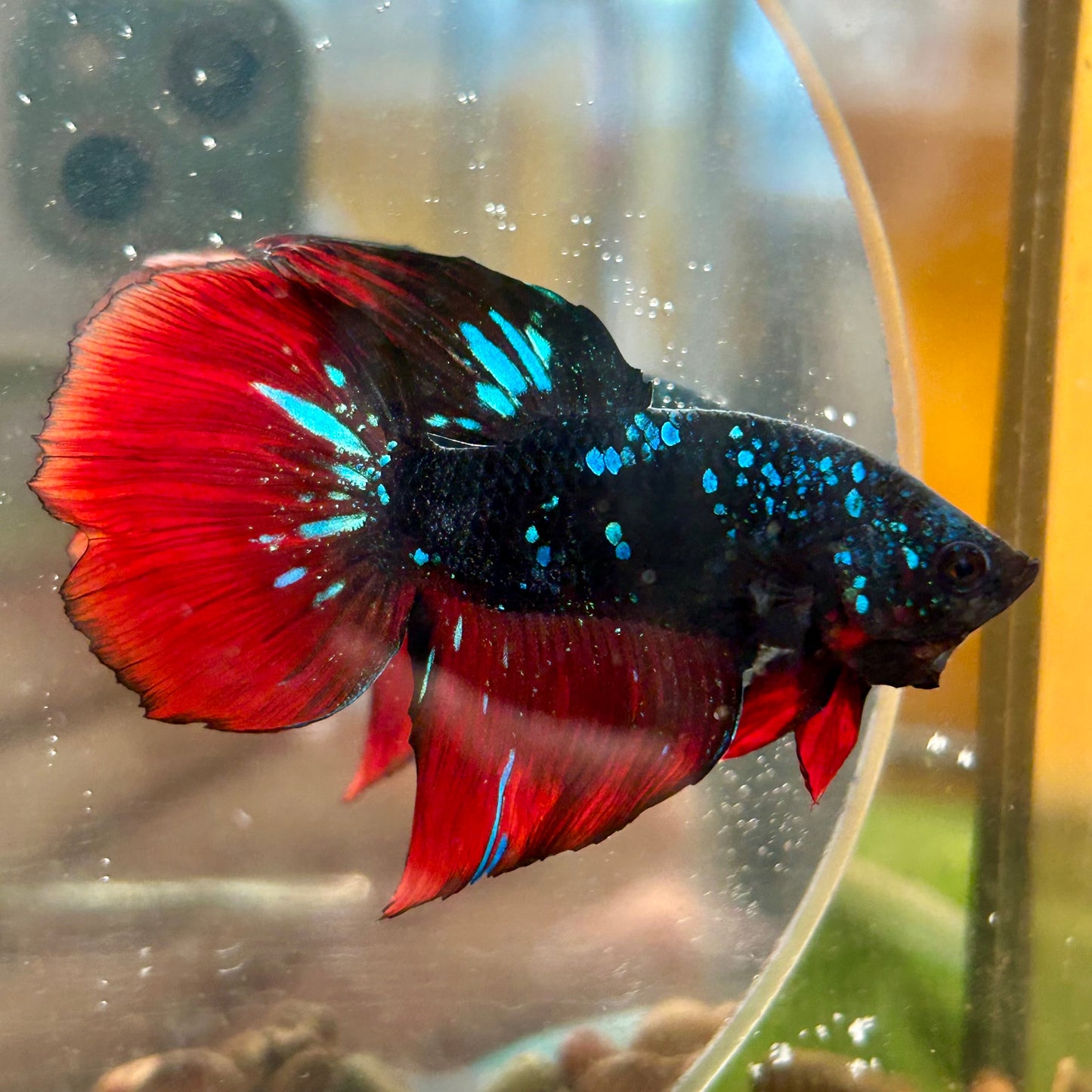 Avarta Vampire Stardust Halfmoon - Male Betta 097