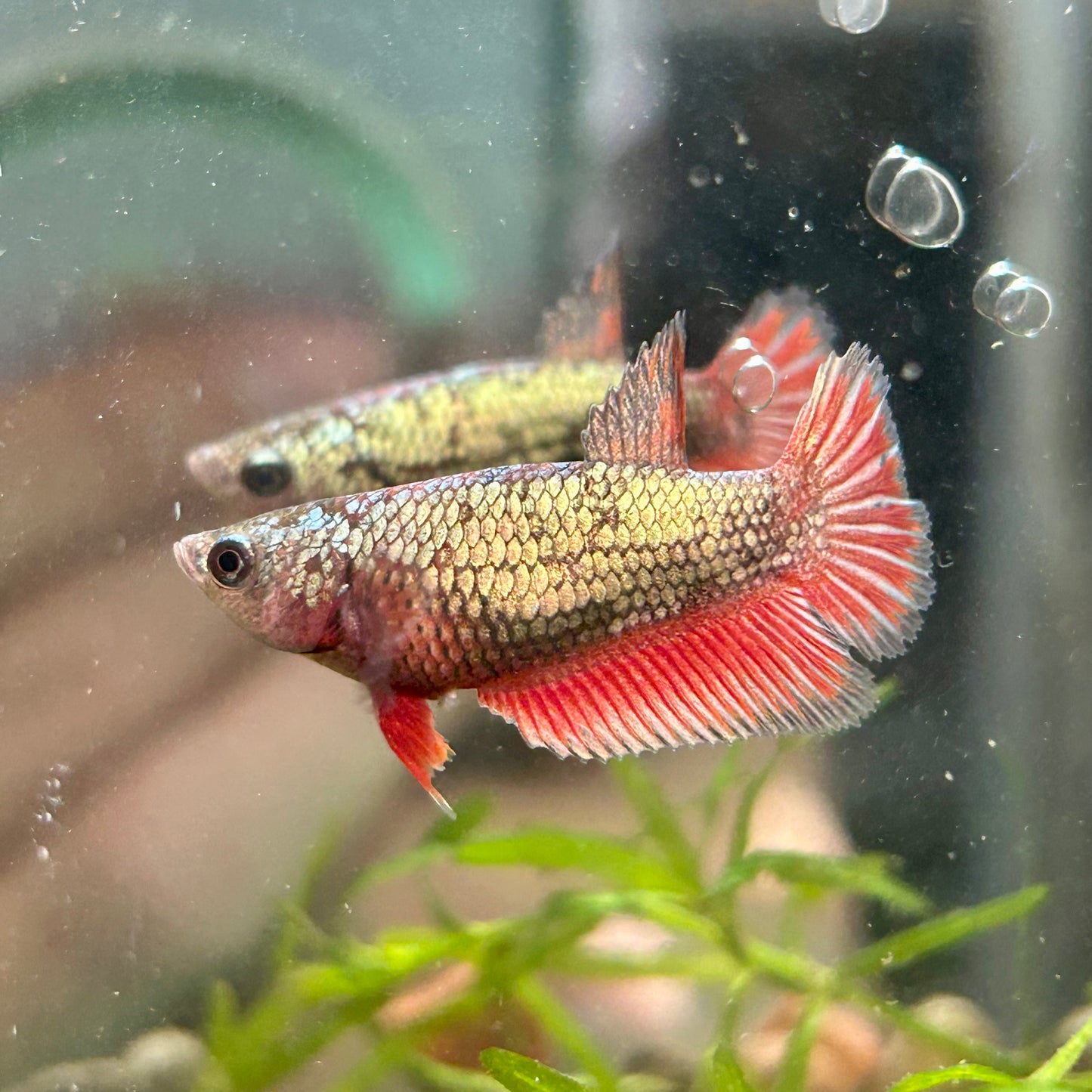 Red Copper Halfmoon - Female Betta 120