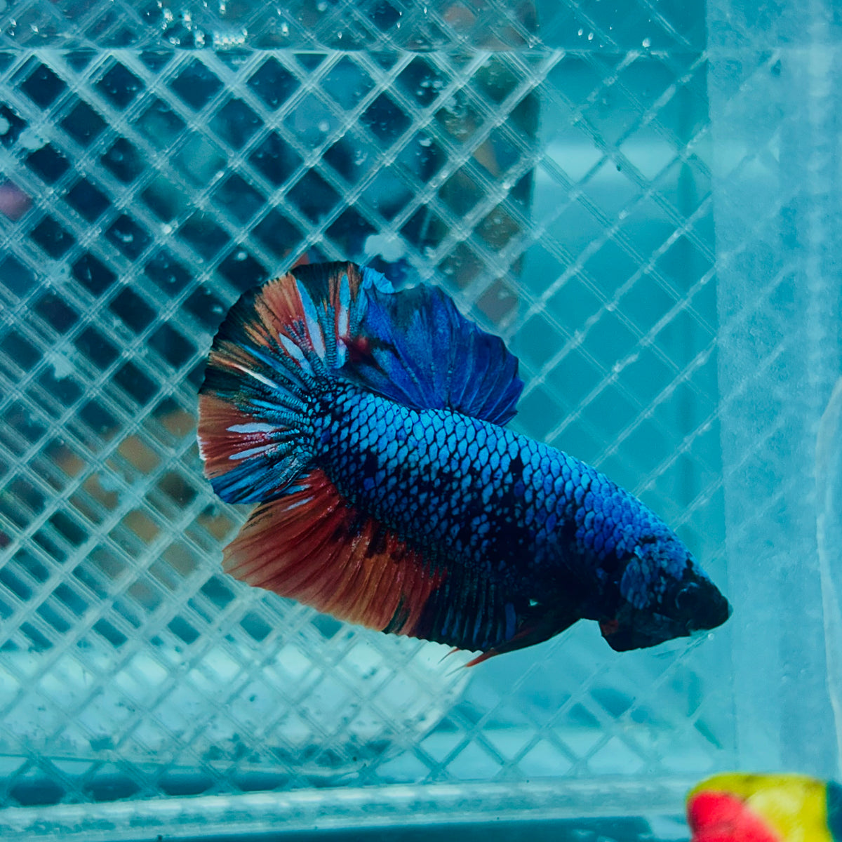 Avatar Nemo Plakat - Male Betta #135