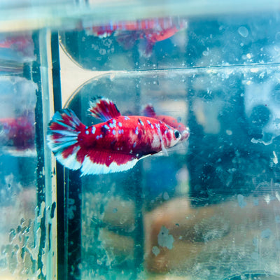 Red Koi Copper Plakat - Female Betta #117