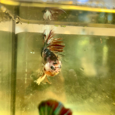 Cá Koi Crowntail - Cá Betta đực 142