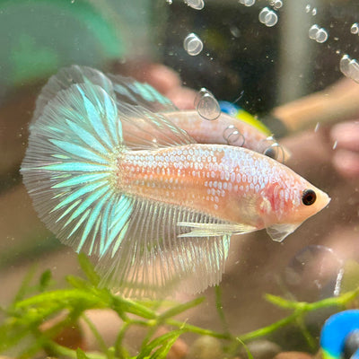 White Copper Fancy Halfmoon - Male Betta 055