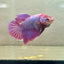 Purple Pink Halfmoon - Female Betta 198