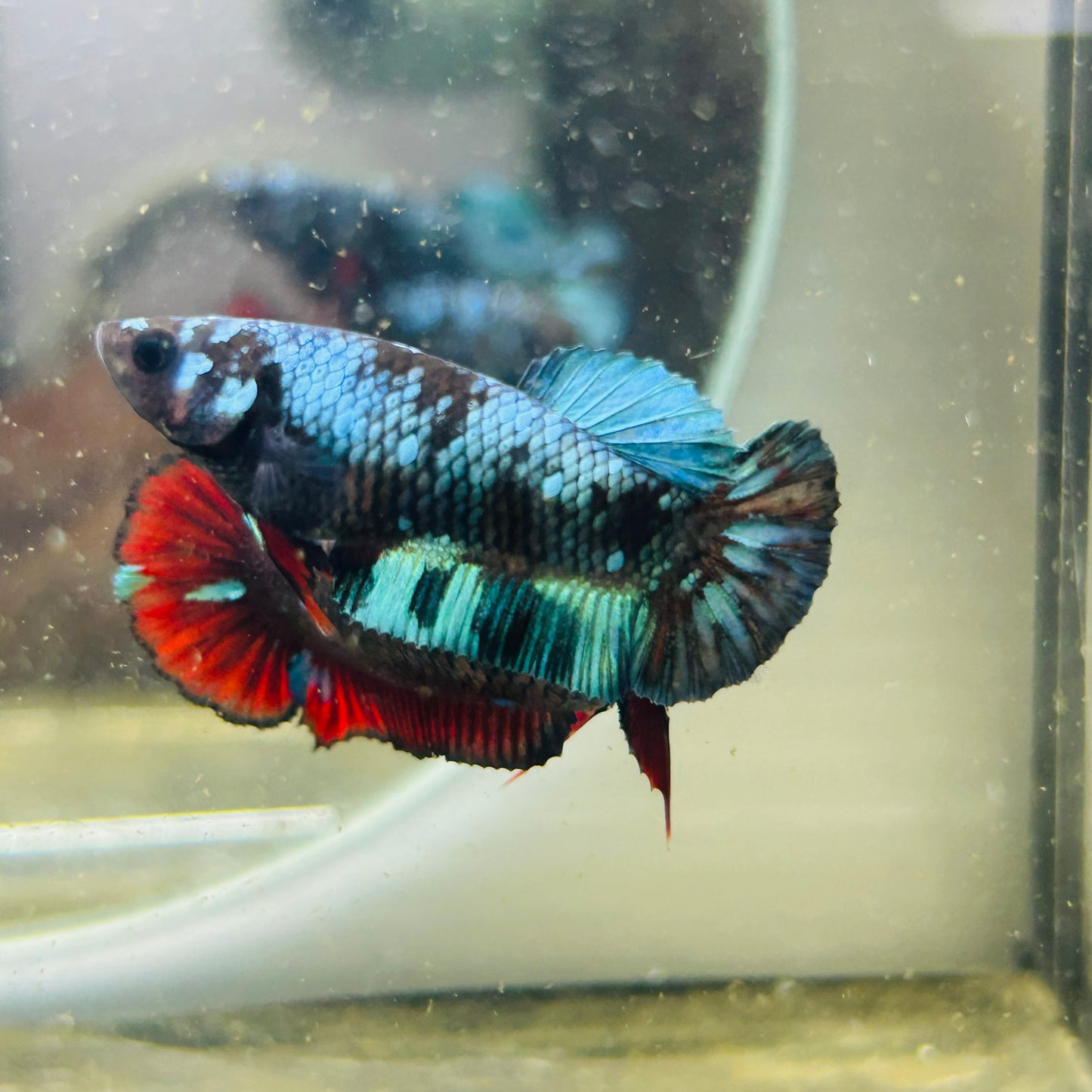 Avarta Nebula Plakat - Female betta 027