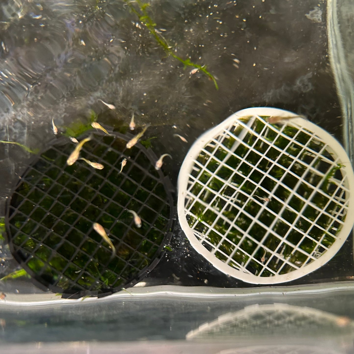 Aquarium Moss Cage - 3D printed