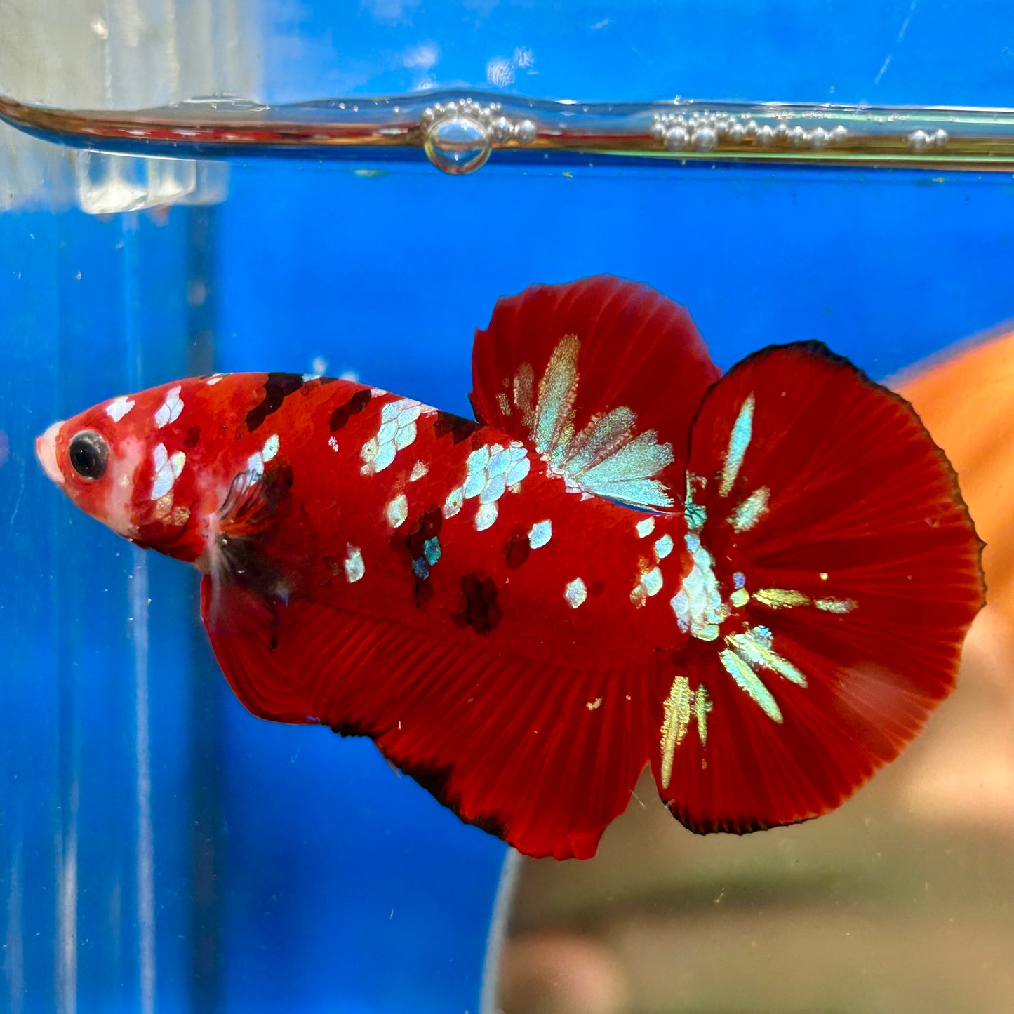 Koi Red Tiger Plakat - Male Betta 044