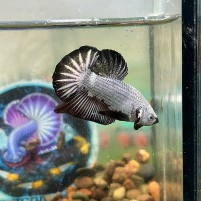Black Dragon Plakat - Male betta 097