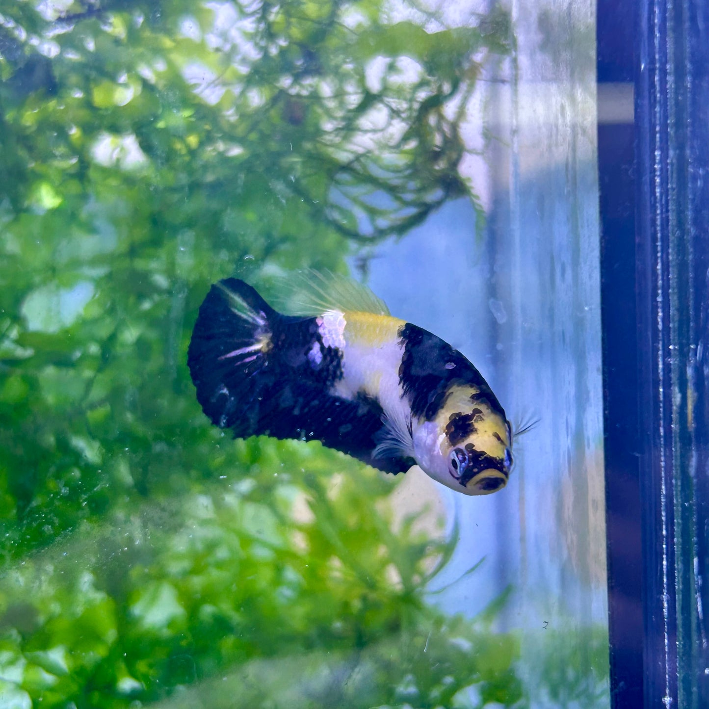 Yellow Koi Bumble Bee Plakat - Female Betta #155