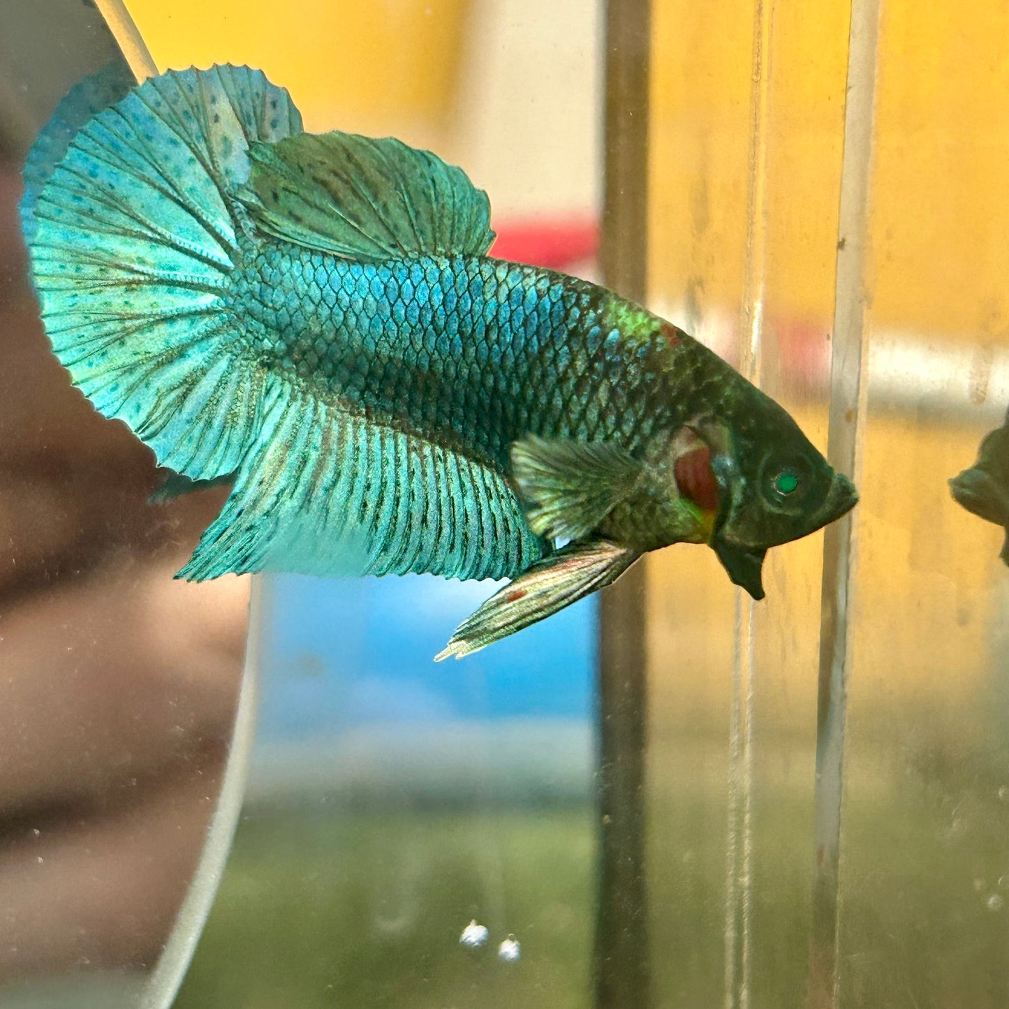 Green turquoise Neon Plakat - Male Betta 170