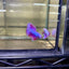 Purple Pink Halfmoon - Male Betta 144
