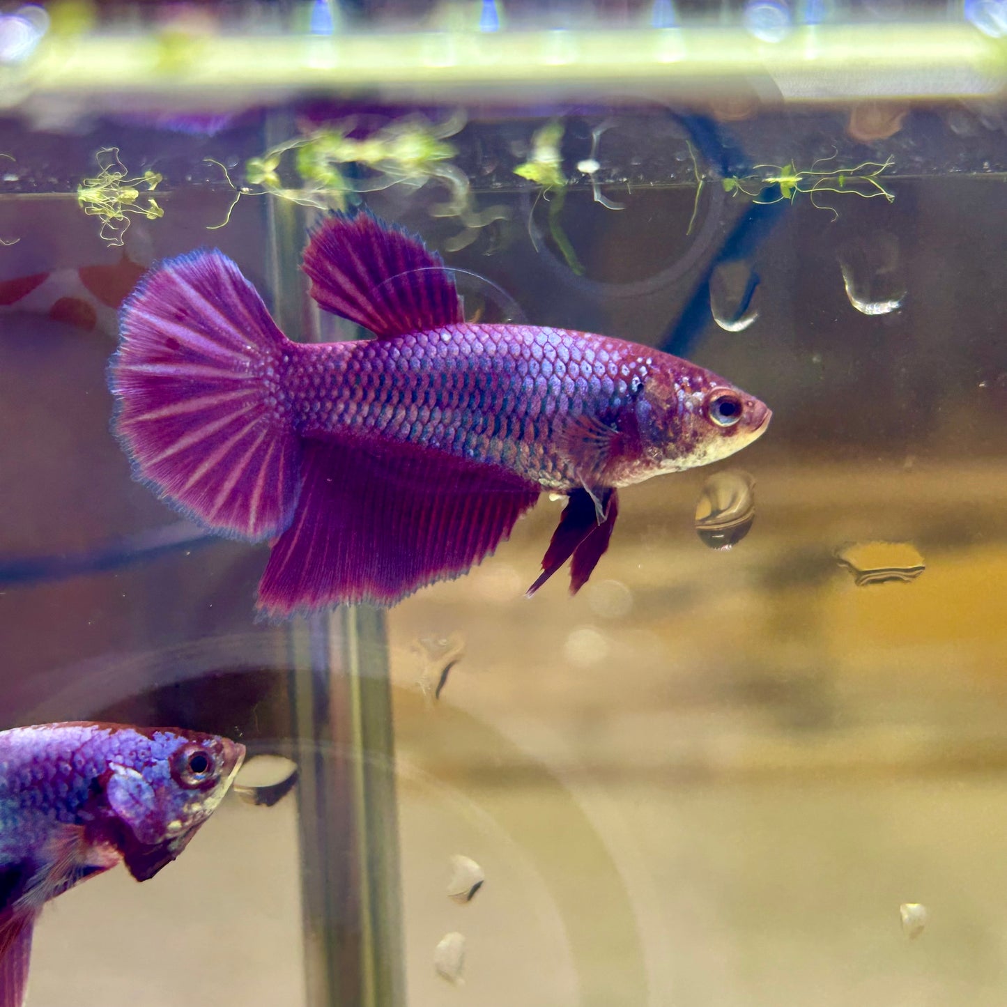 Purple Pink Halfmoon - Female Betta PF1