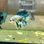 Blue Marble Halfmoon - Male Betta 129