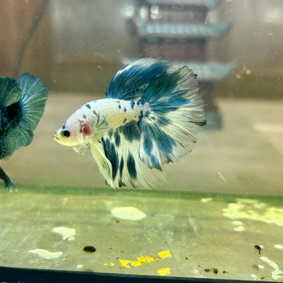 Blue Marble Halfmoon - Male Betta 129