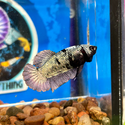 Avarta  Copper Plakat - Female Betta 072