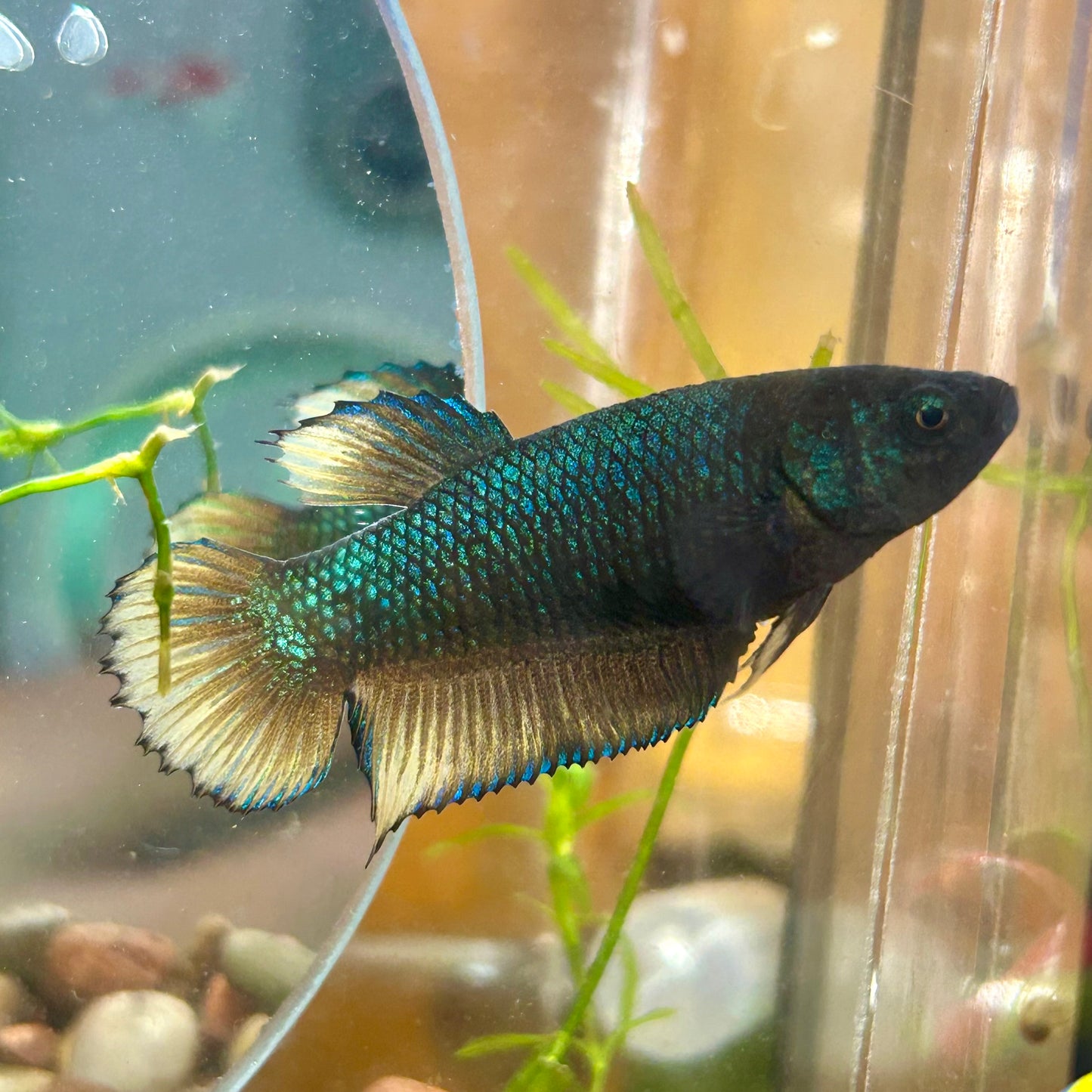 Yellow Baran Fighter- Female betta 003