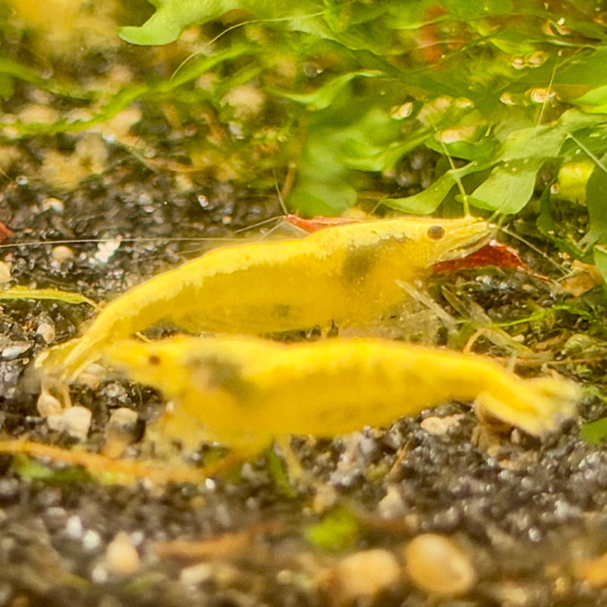 Golden Back Neocaridina Shrimp - Good Grade