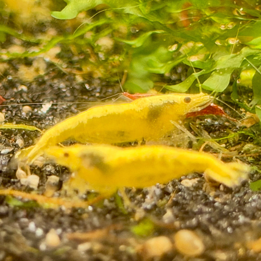 Golden Back Neocaridina Shrimp - Good Grade