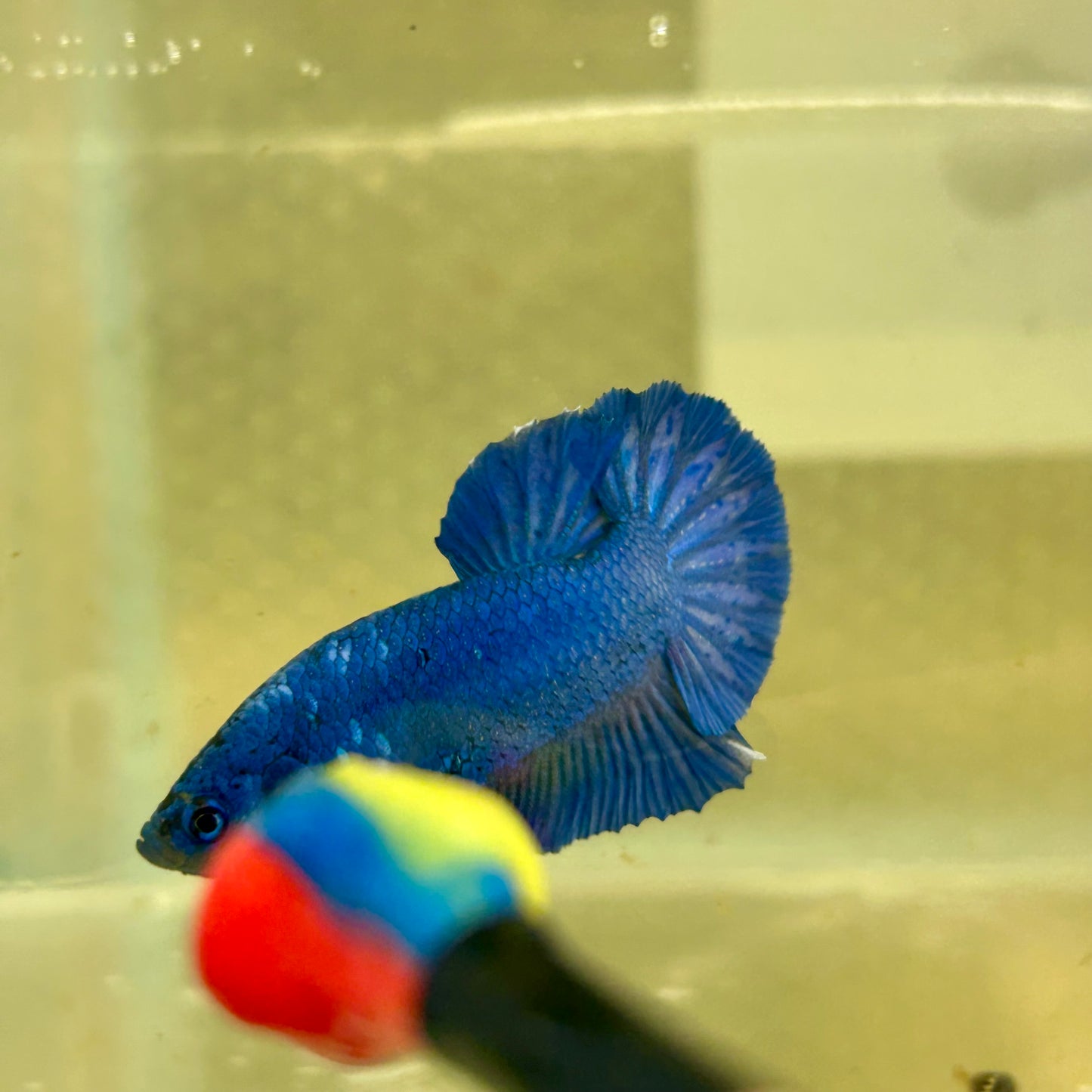 Super Blue Plakat - Male Betta 149