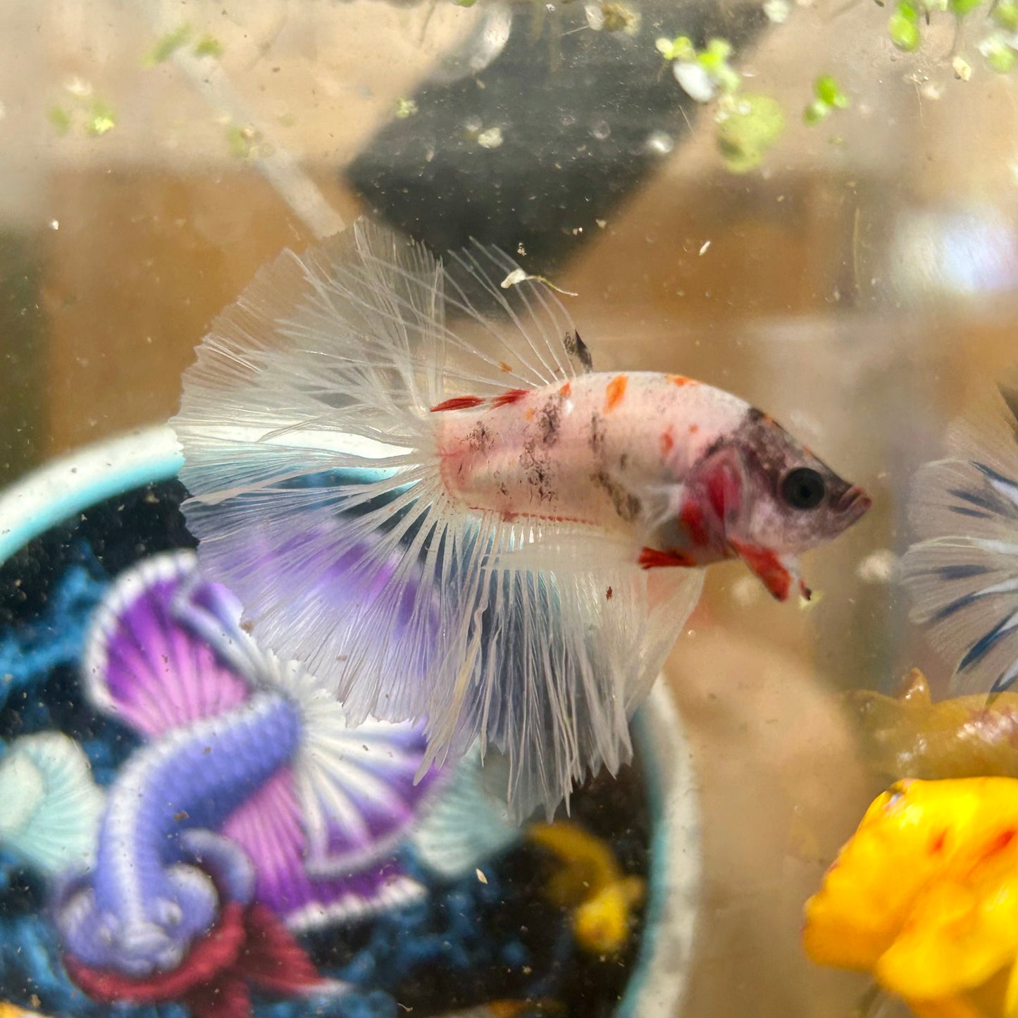 AOC Koi Halfmoon - Male Betta 076