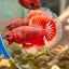 Red Fancy Halfmoon - Male Betta 090