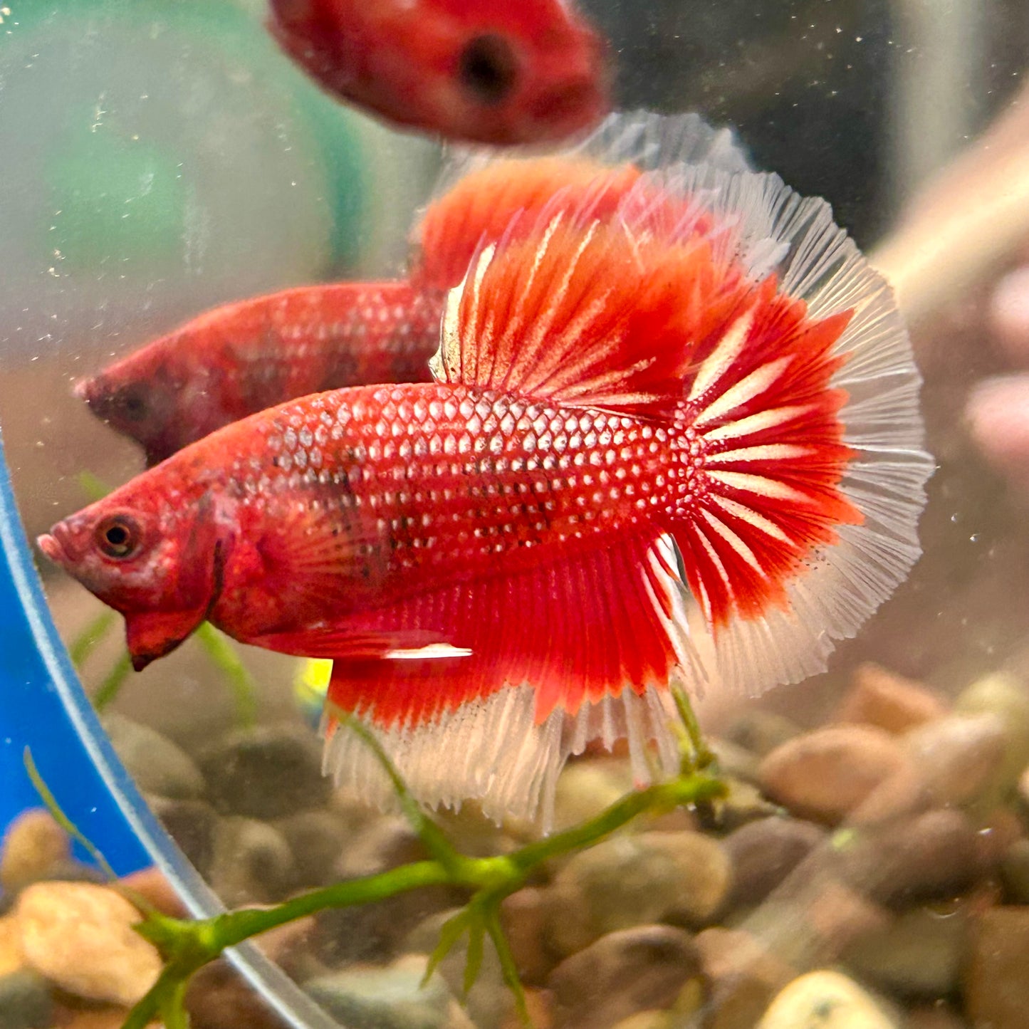 Red Fancy Halfmoon - Male Betta 090