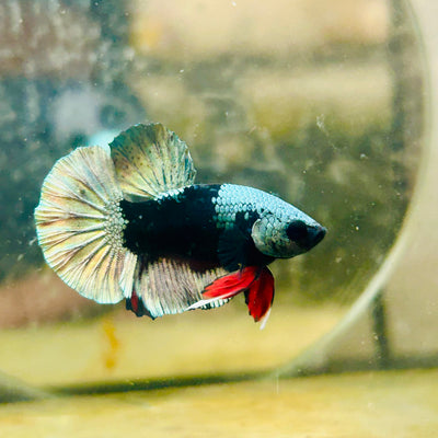 Avarta Copper Mask Plakat - Male Betta #138