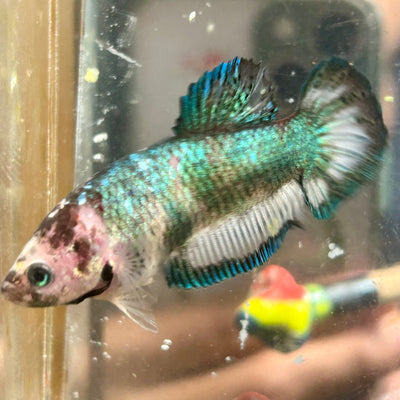 Giant Metallic Koi Plakat - Female Betta 001 BO 4cm