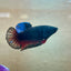 Avarta Vampire Plakat - Female Betta 197