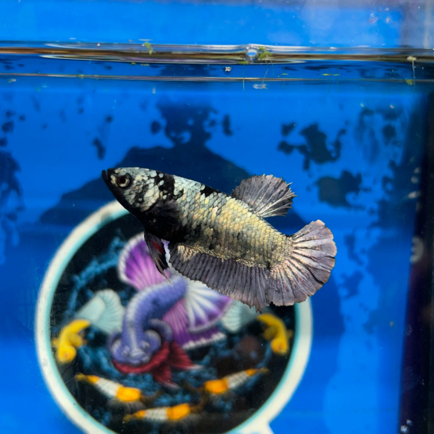 Avarta  Copper Plakat - Female Betta 072