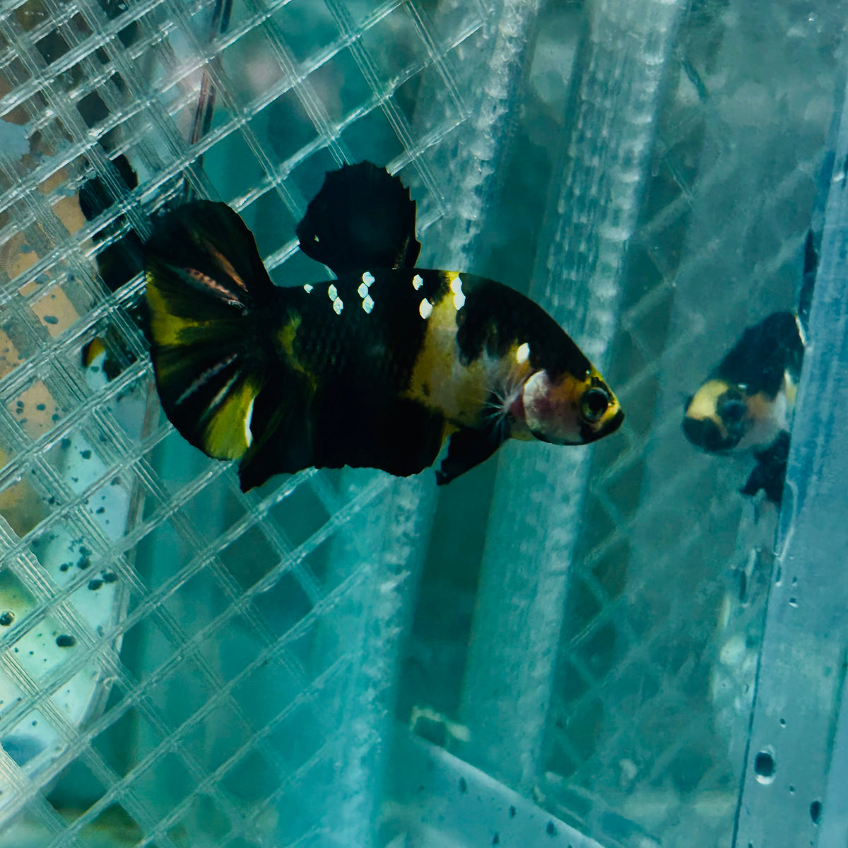 Plakat Bumble Bee Yellow Male Betta #165