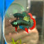 Wild Imbellis Green - Male Betta 056